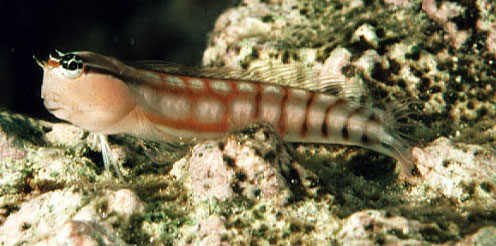Ecsenius opsifrontalis